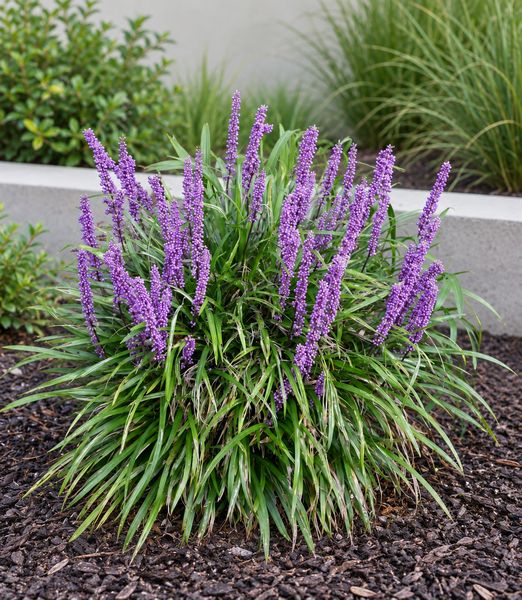 Liriope muscari ‘Royal Purple’